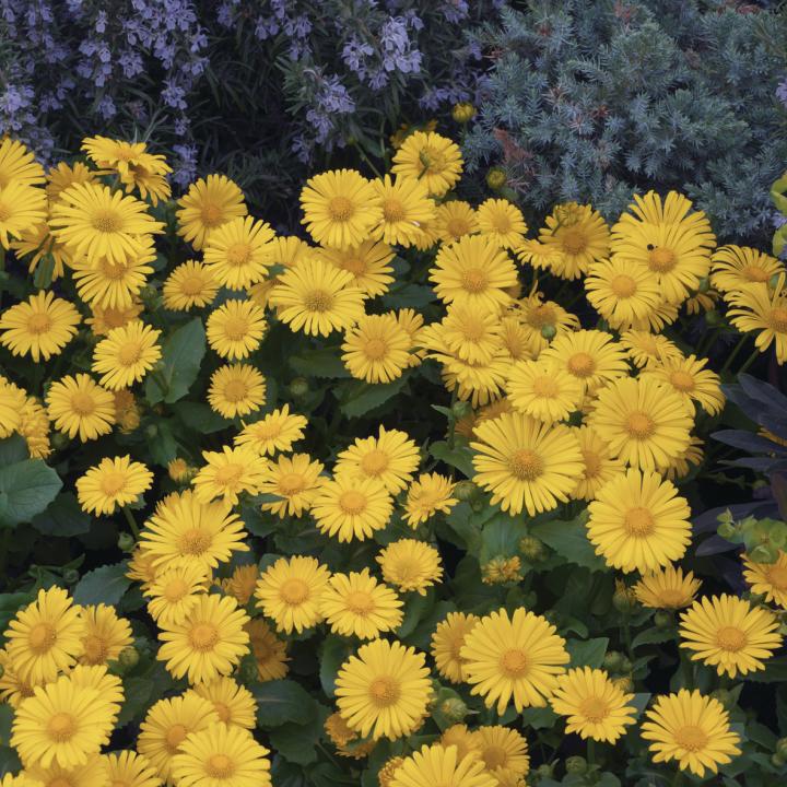 Doronicum orientale 'Little Leo'