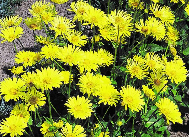 Doronicum orientale 'Magnificum'