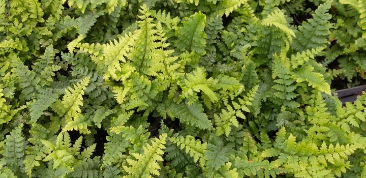 Dryopteris affinis 'Crispa'