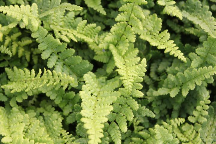 Dryopteris affinis 'Pinderi'