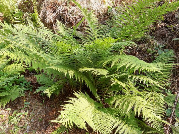 Dryopteris filix-mas