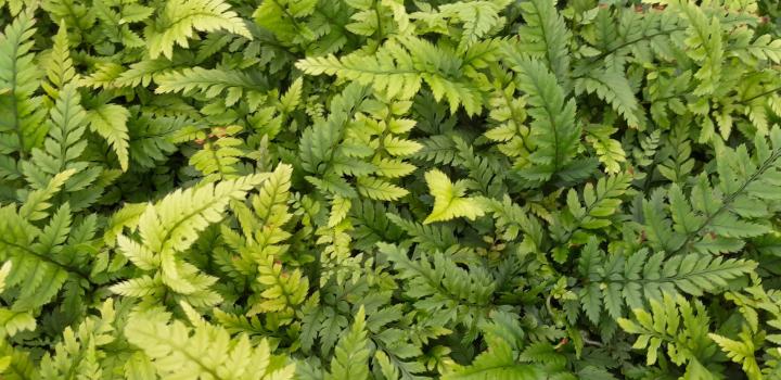 Dryopteris filix-mas 'Crispa Cristata'