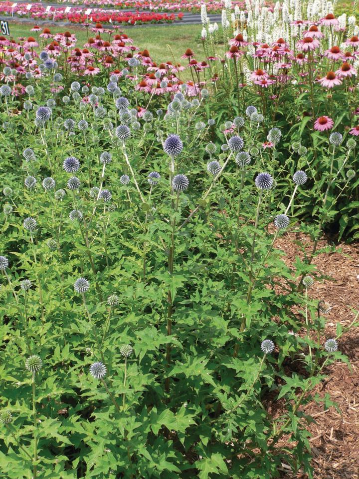 Echinops bannaticus 'Blue Globe'