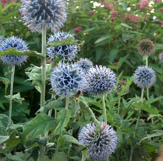 Echinops bannaticus 'Taplow Blue'