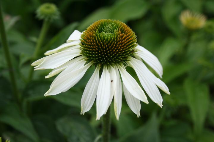 Echinacea purpurea 'Alba'