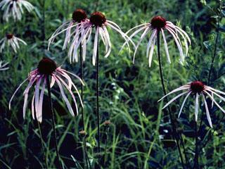 Echinacea pallida