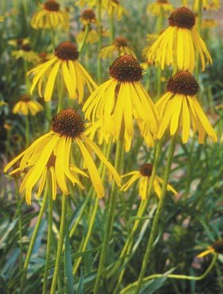 Echinacea paradoxa var. paradoxa