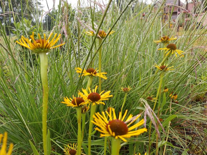 Echinacea paradoxa var. paradoxa