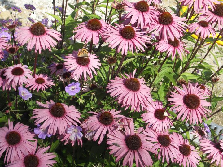Echinacea purpurea 'Augustköningin'
