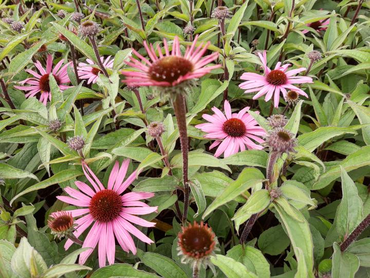 Echinacea purpurea 'Augustköningin'