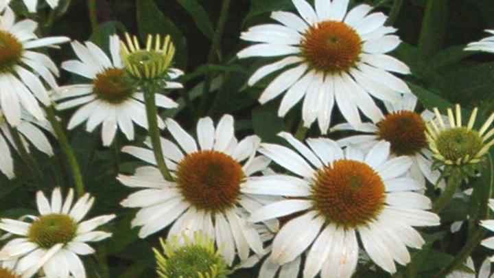 Echinacea purpurea 'Avalanche' PBR