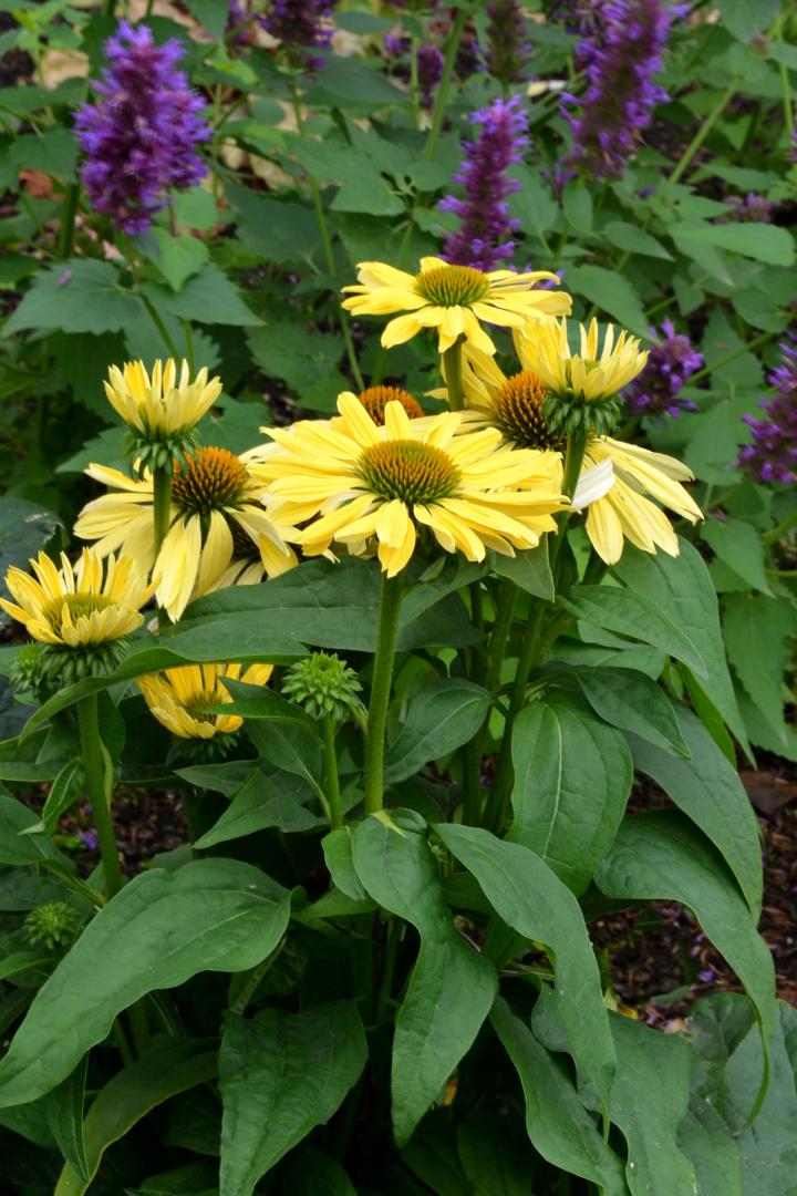 Echinacea purpurea 'Chiquita' ®