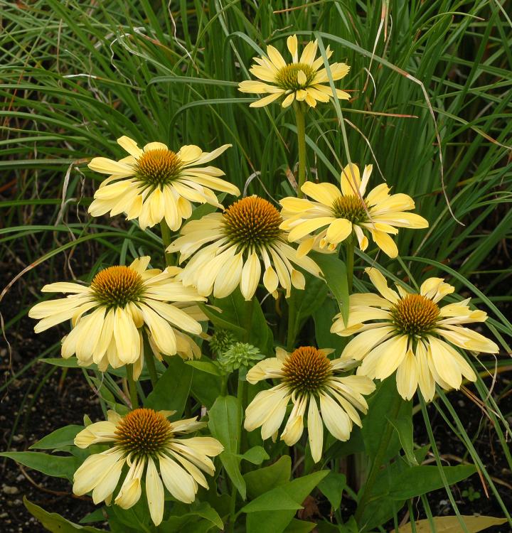 Echinacea purpurea 'Chiquita' ®