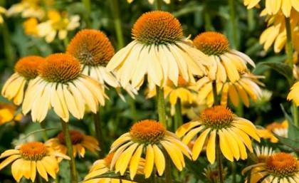 Echinacea purpurea 'Espinoso Yellow'