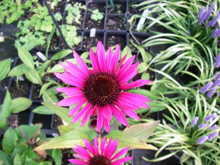 Echinacea purpurea 'Fatal Attraction' PBR