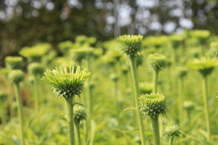 Echinacea purpurea 'Green Jewel' PBR