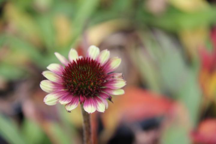 Echinacea purpurea 'Green Twister'