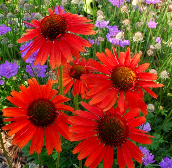 Echinacea purpurea 'Hot Lava' PBR