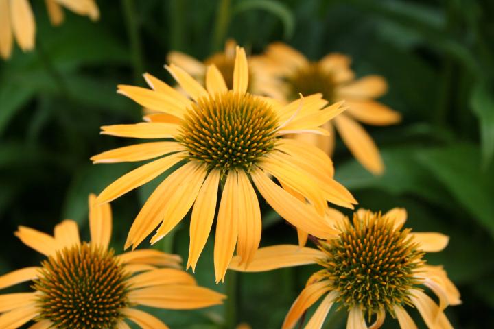 Echinacea purpurea 'Harvest Moon' PBR