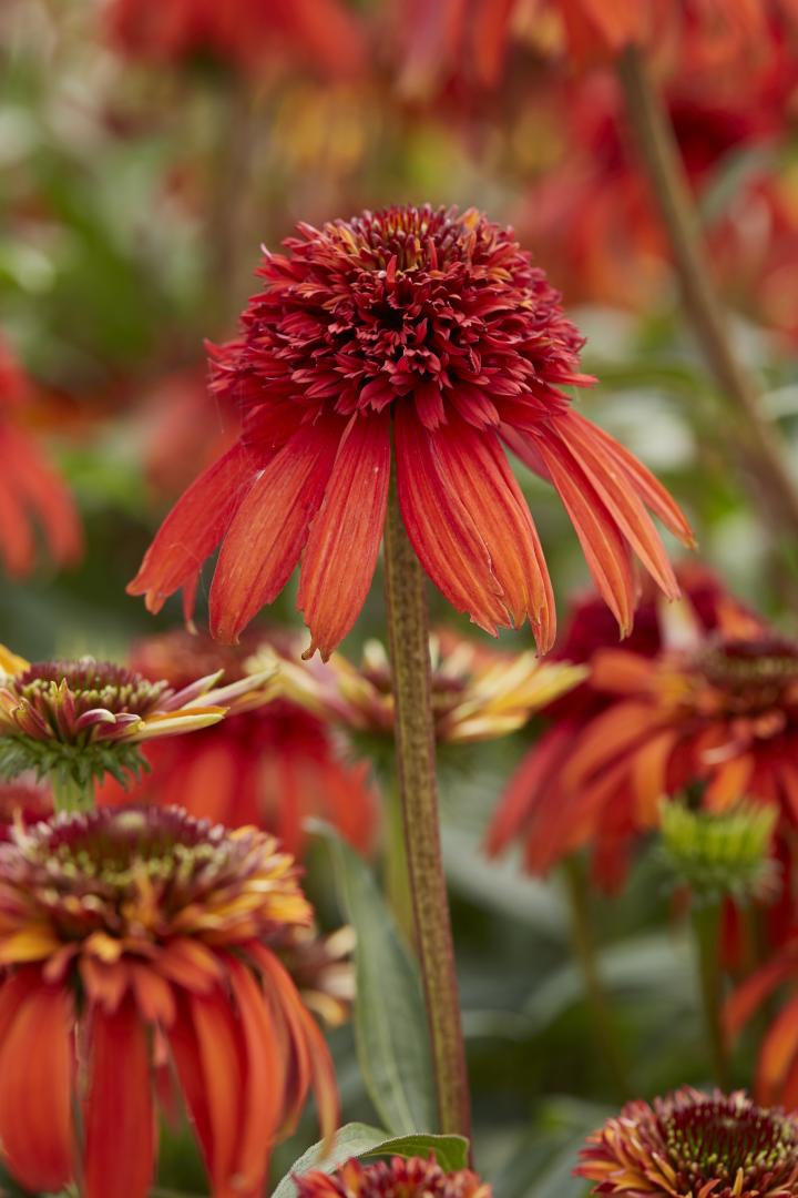 Echinacea purpurea 'Hot Papaya' ®