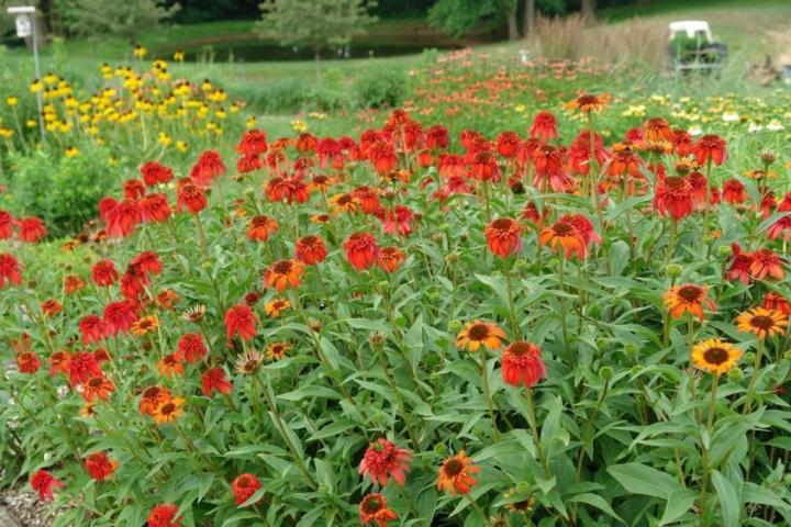 Echinacea purpurea 'Hot Papaya' ®