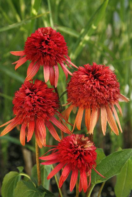 Echinacea purpurea 'Irresistible' PBR