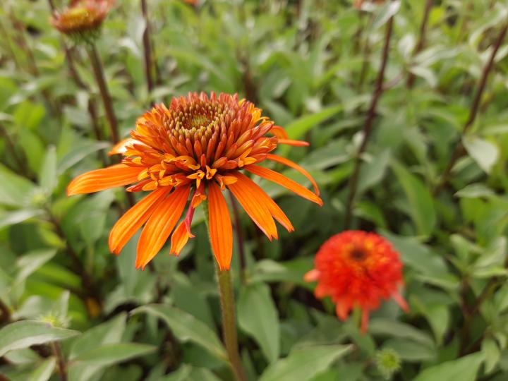 Echinacea purpurea 'Irresistible' PBR