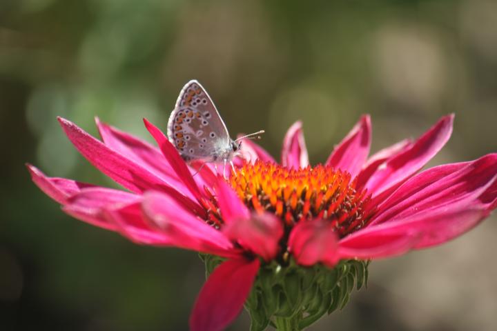 Echinacea purpurea 'JS Roho' PBR
