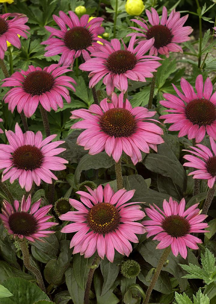 Echinacea purpurea 'Little Magnus' ®