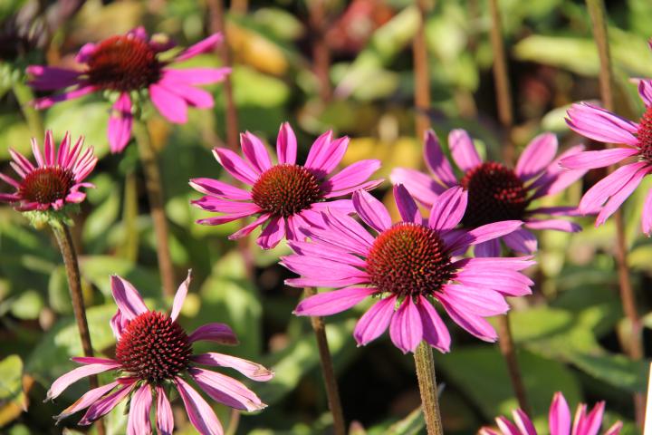 Echinacea purpurea 'Little Magnus' ®