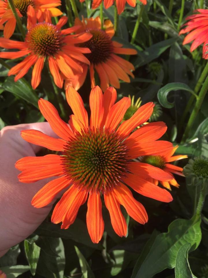 Echinacea purpurea 'Lakota Orange' ®