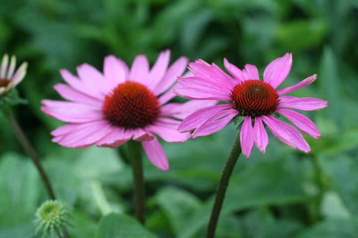 Echinacea purpurea 'Magnus'
