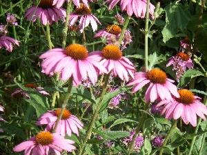 Echinacea purpurea 'Magnus'