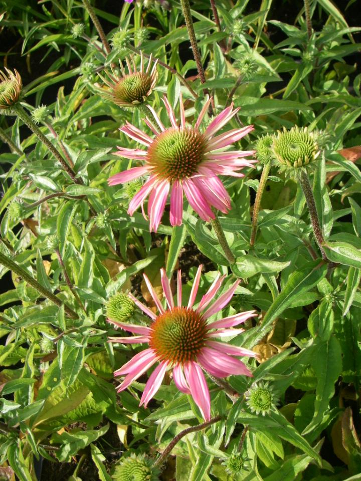 Echinacea purpurea 'Mistral' PBR