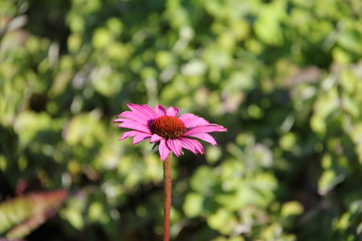 Echinacea purpurea 'Magnus Superior'