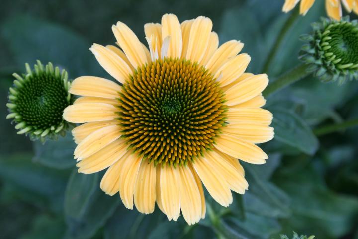 Echinacea purpurea 'Mellow Yellows'