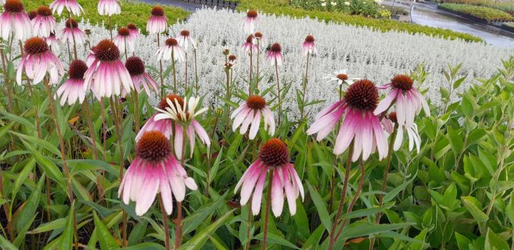 Echinacea purpurea 'Pretty Parasols' (JS Engeltje)