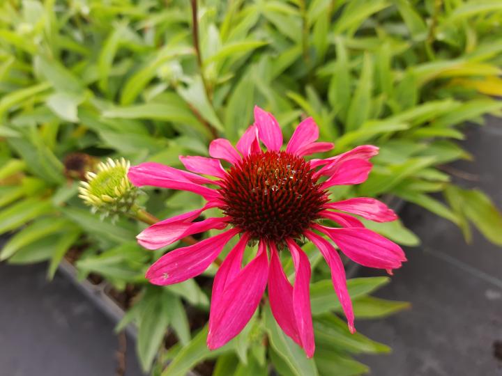 Echinacea purpurea 'Purple Emperor' ®