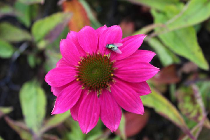 Echinacea purpurea 'Pow wow Wild Berry'
