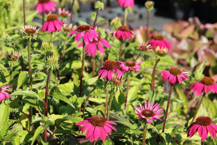 Echinacea purpurea 'Pow wow Wild Berry'