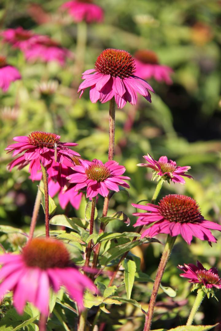 Echinacea purpurea 'Pow wow Wild Berry'