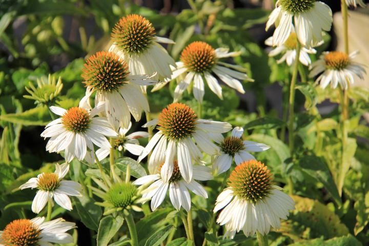 Echinacea purpurea 'Pow wow White'