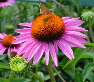 Echinacea purpurea 'Rubinstern'