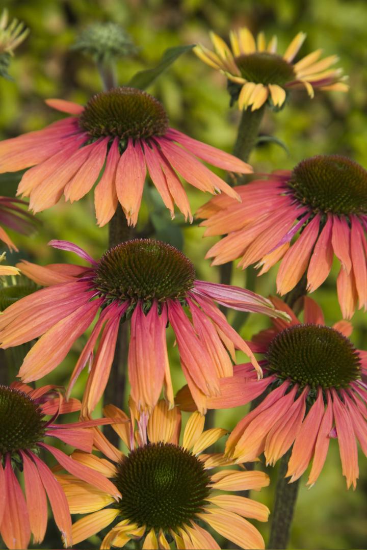 Echinacea purpurea 'Summer Cocktail'