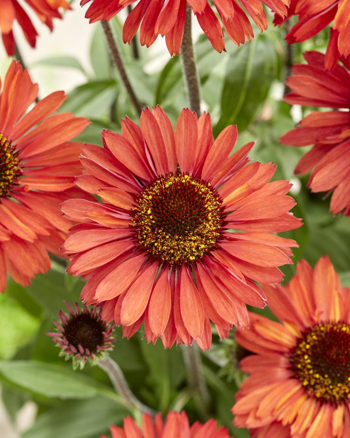 Echinacea purpurea 'Sunseekers Orange' PBR