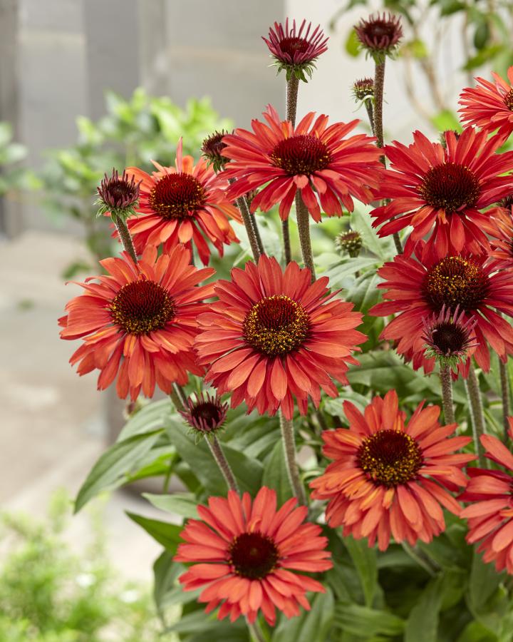Echinacea purpurea 'Sunseekers Orange' PBR