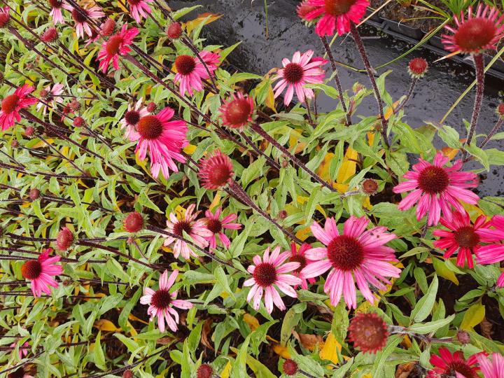 Echinacea purpurea 'Sensation Pink '
