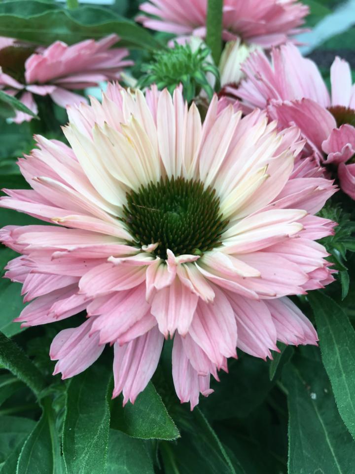 Echinacea purpurea 'Sunseekers Salmon' PBR