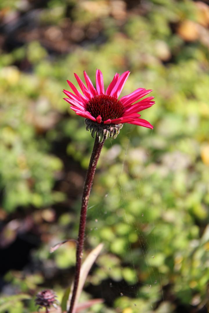 Echinacea purpurea 'Stiletto' ®