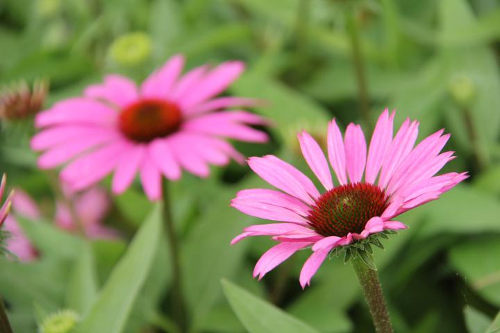 Echinacea purpurea 'Sunseekers Pink' PBR